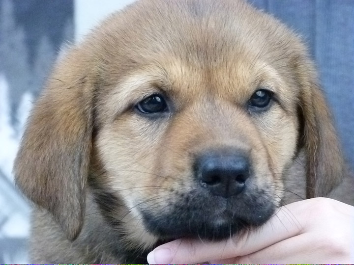 chinook puppy